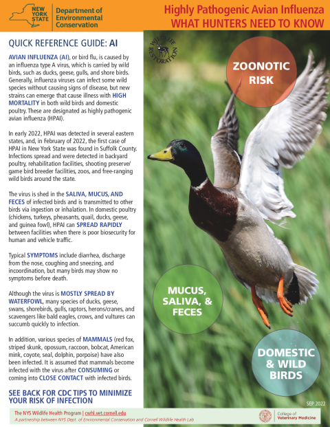 Highly Pathogenic Avian Influenza: WHAT HUNTERS NEED TO KNOW Handdout