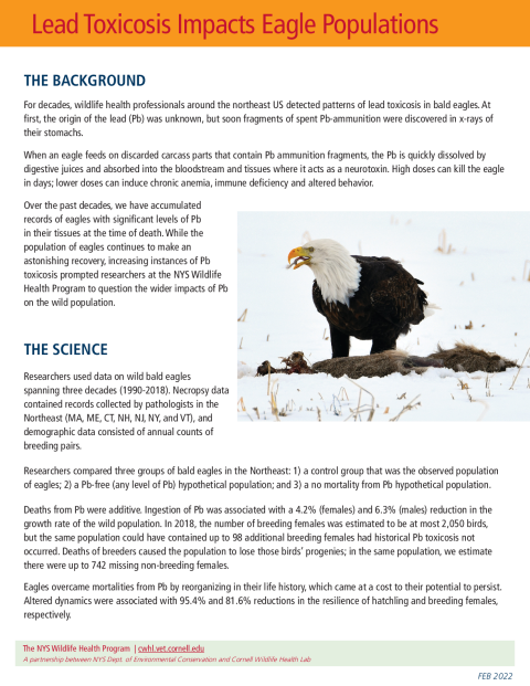 Lead Toxicosis Impacts Eagle Populations Fact Sheet