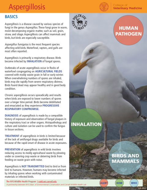 Aspergillosis Fact Sheet