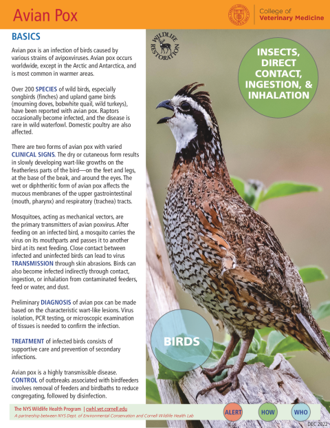 Avian Pox Fact Sheet