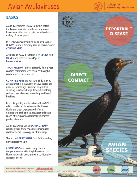 Avian Avulaviruses Disease Fact Sheet