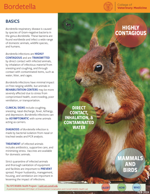 Bordetella Fact Sheet