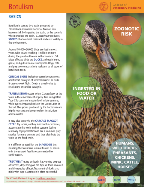 Botulism fact sheet