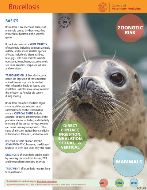 Brucellosis Disease Fact Sheet