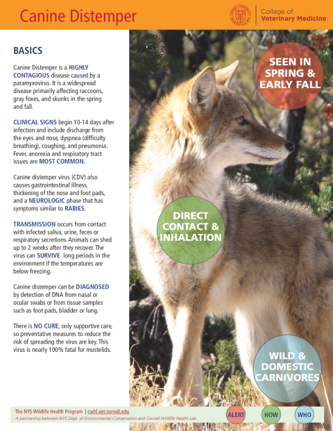 Canine Distemper Fact Sheet