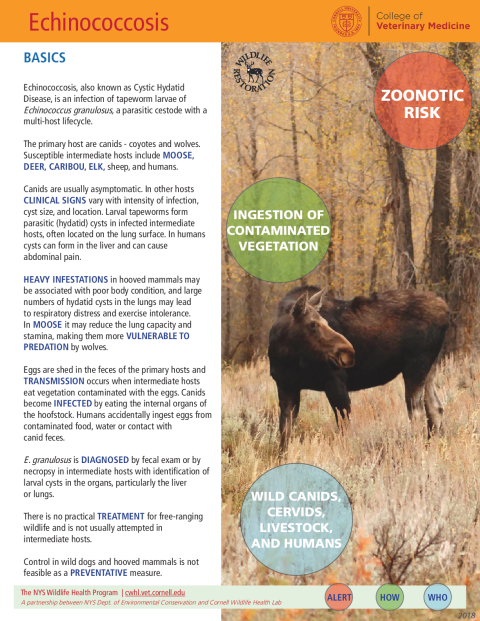 Echinococcosis Disease Fact Sheet