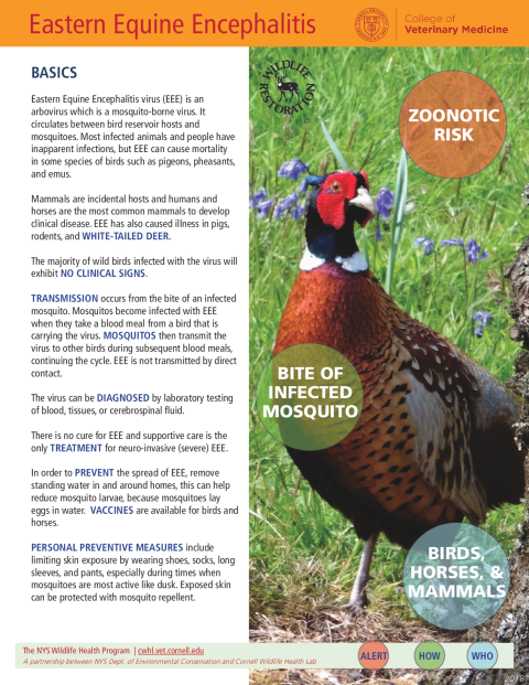 Eastern Equine Encephalitis Fact Sheet