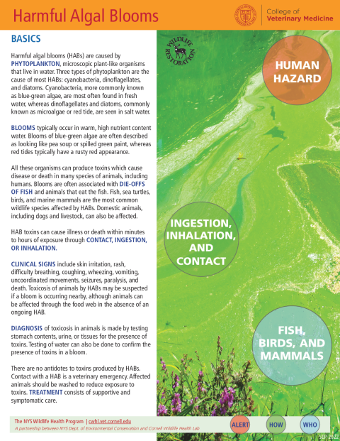 Harmful Algal Blooms Disease Fact Sheet