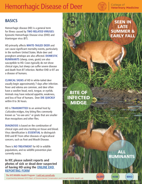 Hemorrhagic Disease of Deer Disease Fact Sheet