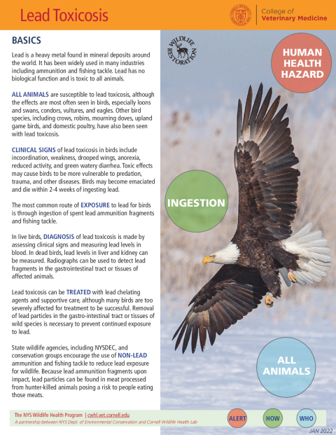 Lead Toxicosis Disease Fact Sheet