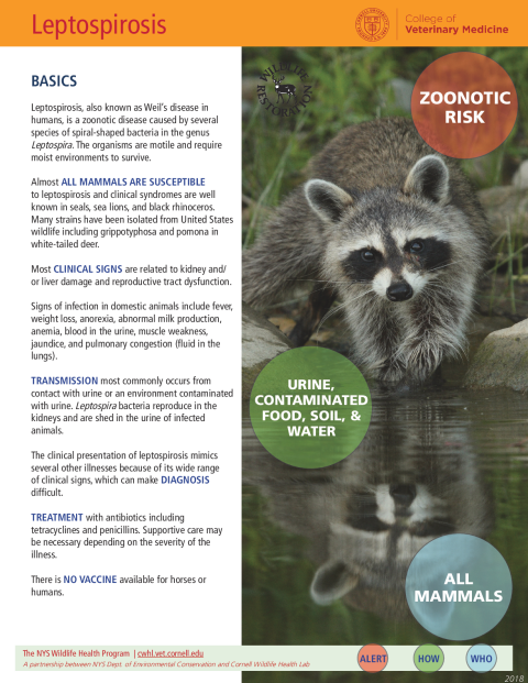 Leptospirosis Fact Sheet