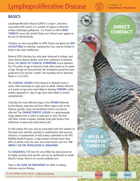 Lymphoproliferative Disease Fact Sheet