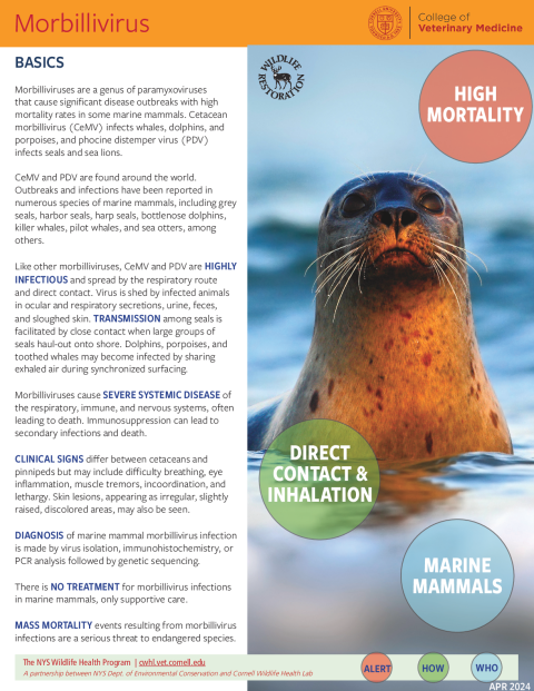 Morbillivirus Fact Sheet