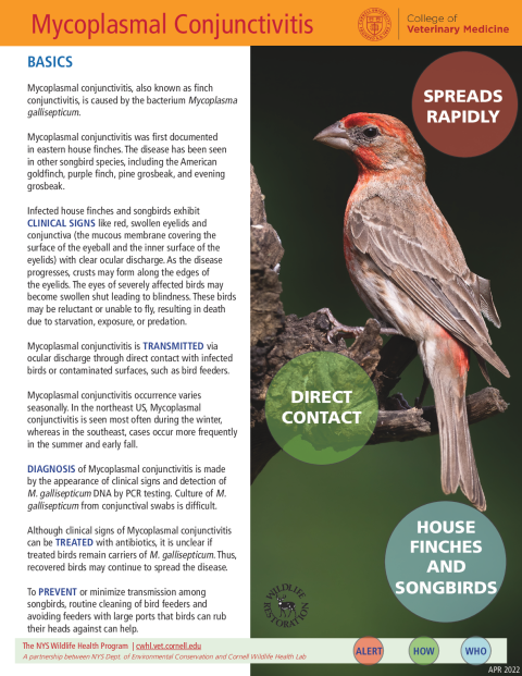 Mycoplasmal Conjunctivitis Fact Sheet