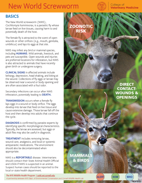 New World Screwworm Disease Fact Sheet
