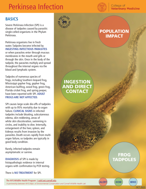 Perkinsea Disease Fact Sheet