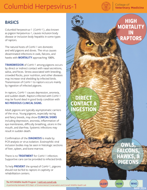 Columbid Herpesvirus-1 Fact Sheet