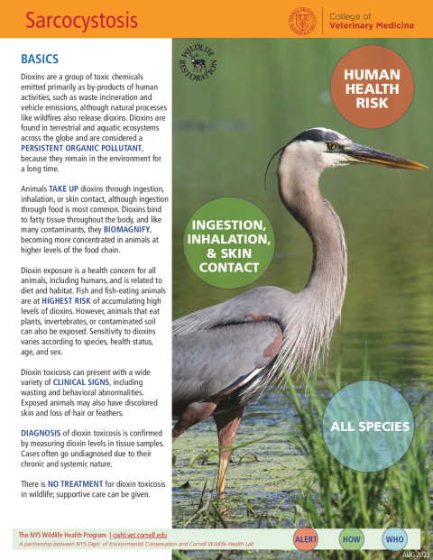 Sarcocystosis Disease Fact Sheet