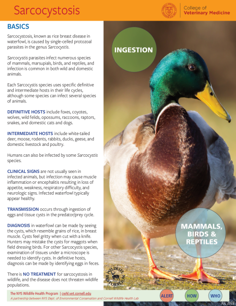Sacrocystosis Disease Fact Sheet