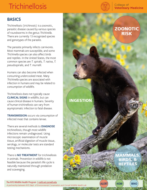 Trichinellosis Disease Fact Sheet