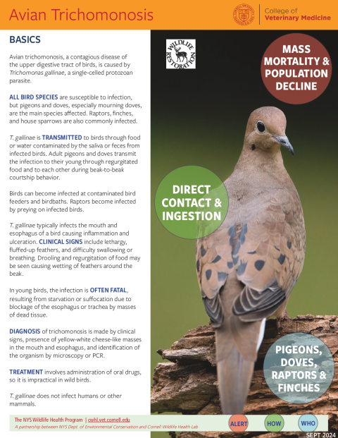 Avian Trichomonosis Fact Sheet