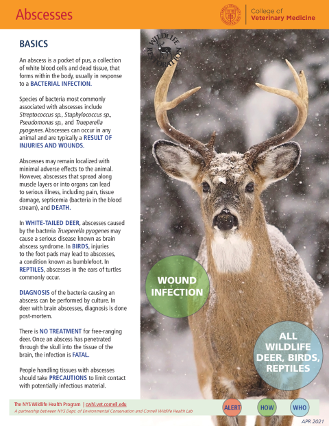 Abscesses Disease Fact Sheet