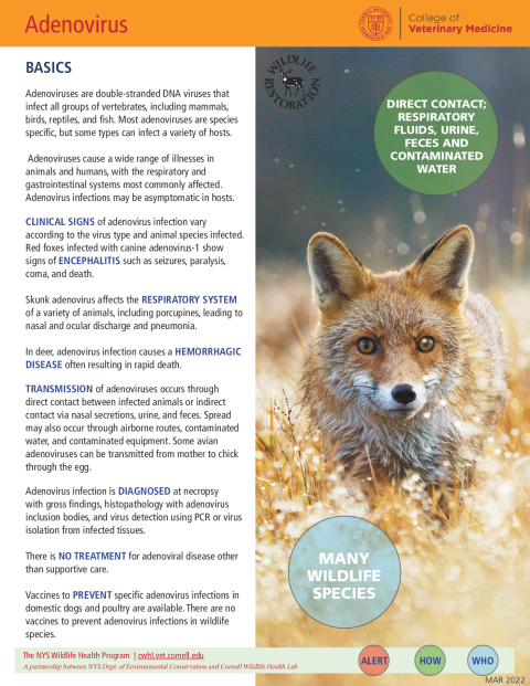 Adenovirus Disease Fact Sheet