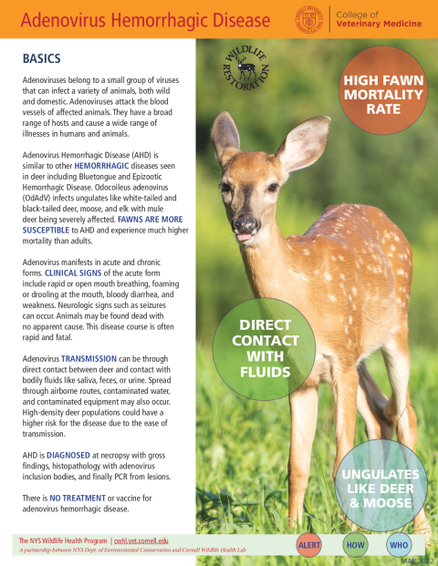 Adenovirus Hemorrhagic Disease Fact Sheet