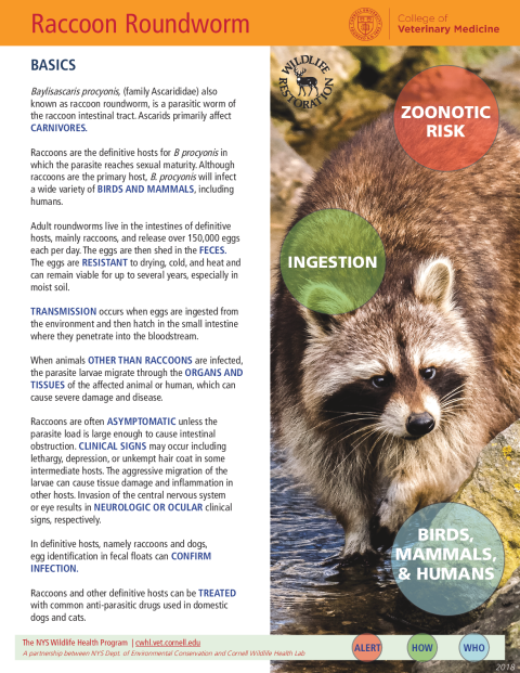 Baylisascaris (Raccoon Roundworm) Disease Fact Sheet