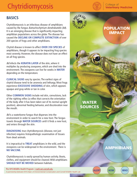 Chytridiomycosis Fact Sheet