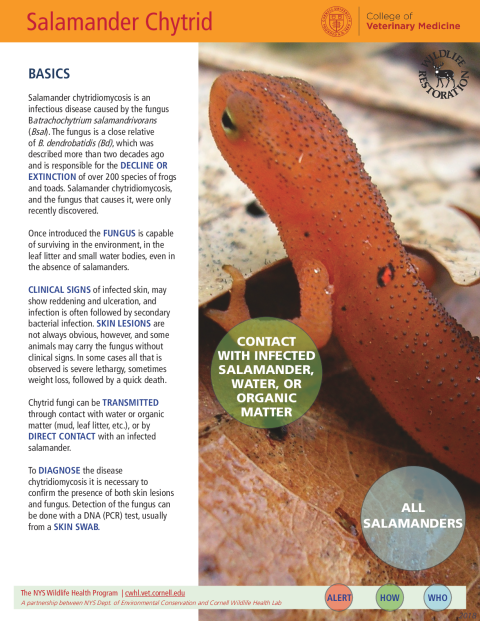 Salamander Chytrid Disease Fact Sheet