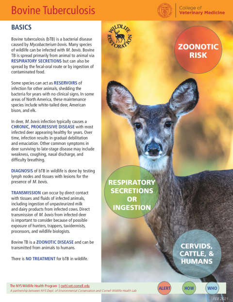 Bovine Tuberculosis Disease Fact Sheet