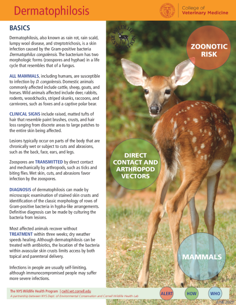 Dermatophilosis Disease Fact Sheet