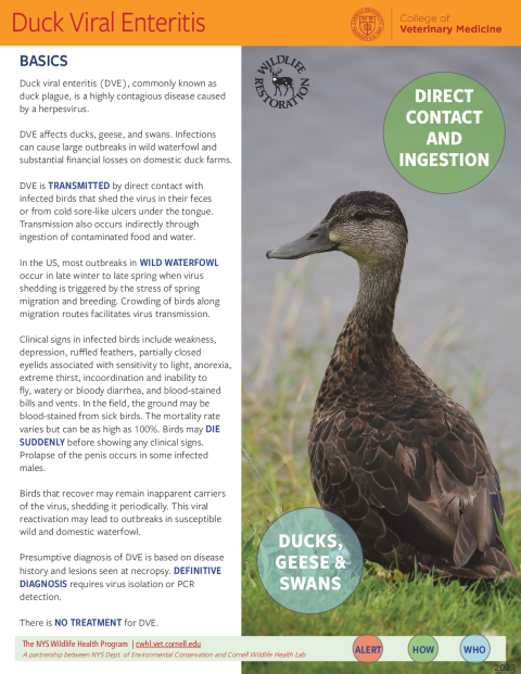 Duck Viral Enteritis Disease Fact Sheet