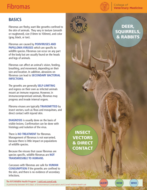 Fibromas Disease Fact Sheet