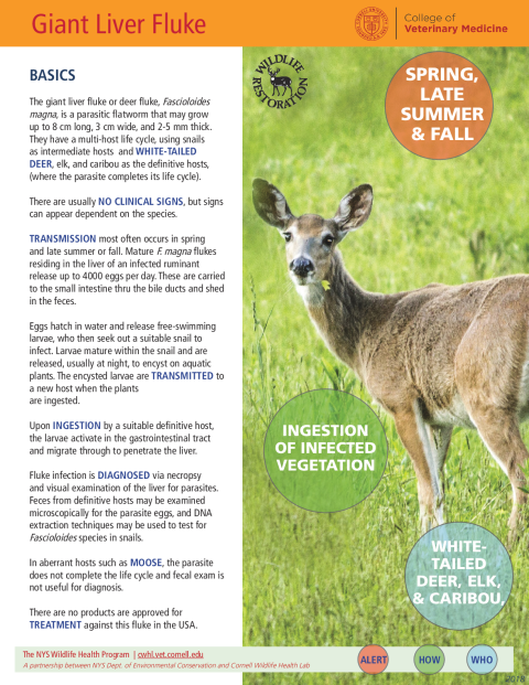 Giant Liver Fluke Disease Fact Sheet