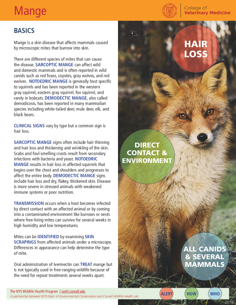 Mange Disease Fact Sheet