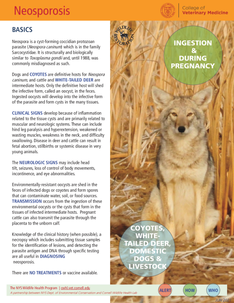 Neosporosis Disease Fact Sheet