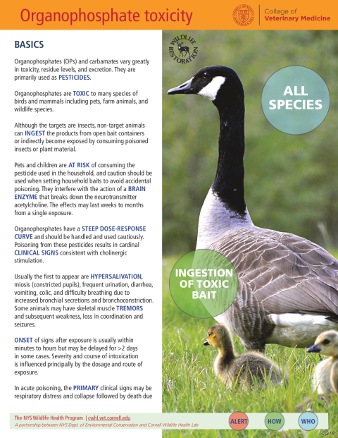 Organophosphate Toxicity Disease Fact Sheet