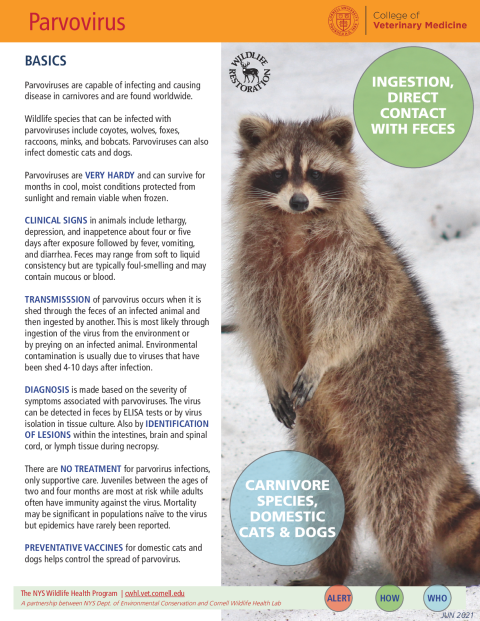 Parvovirus Disease Fact Sheet