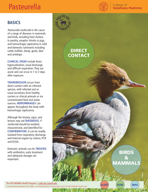 Pasteurella Disease Fact Sheet