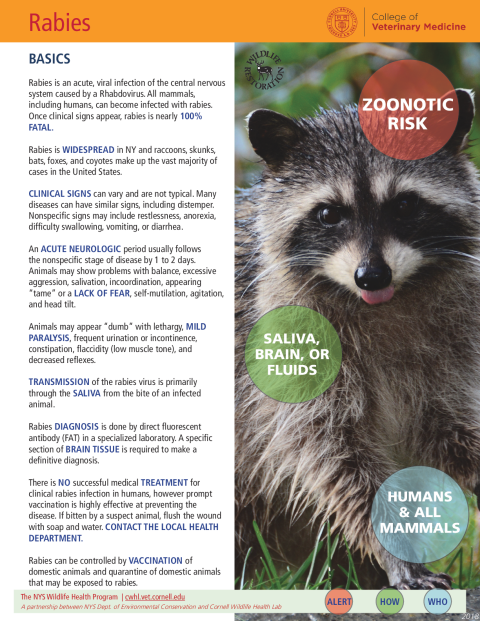 Rabies Disease Fact Sheet