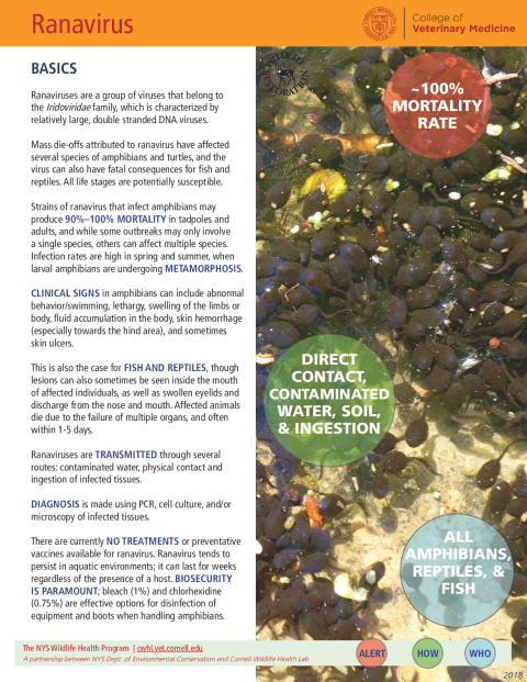 Ranavirus Disease Fact Sheet