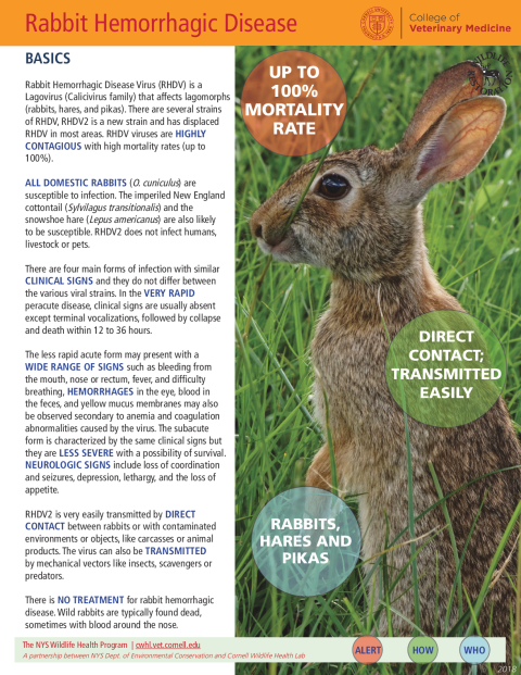Rabbit Hemorrhagic Disease Virus (RHDV) Disease Fact Sheet