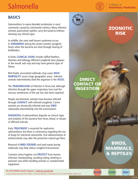 Salmonella Disease Fact Sheet