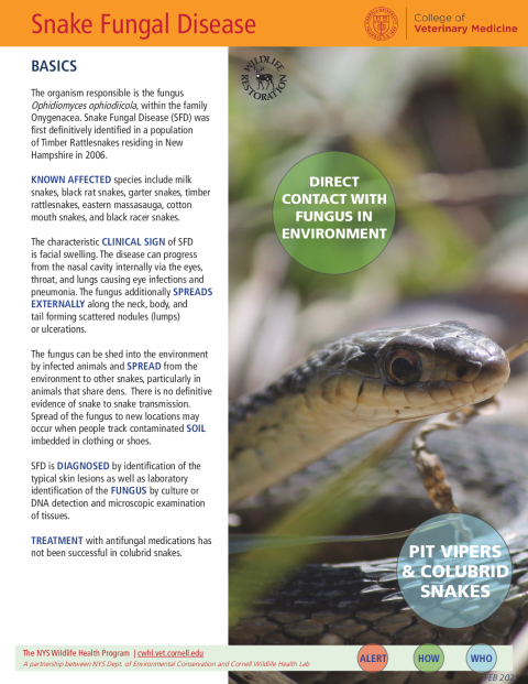 Snake Fungal Disease Fact Sheet