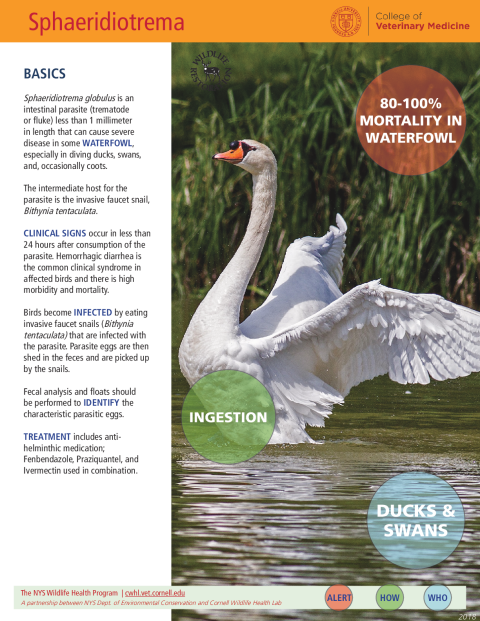 Sphaeridiotrema Fact Sheet