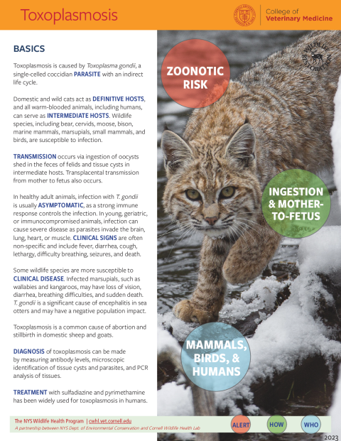 Toxoplasmosis Disease Fact Sheet