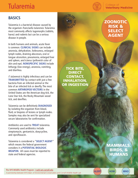 Tularemia Disease Fact Sheet