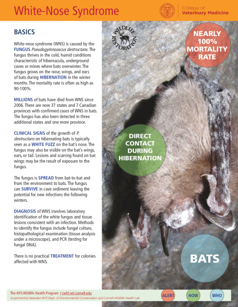 White-Nose Syndrome Disease Fact Sheet